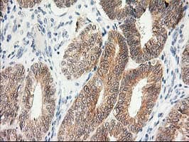 Monoclonal Mouse anti-Human KCTD14 Antibody (clone OTI2A6, IHC, IF, WB)