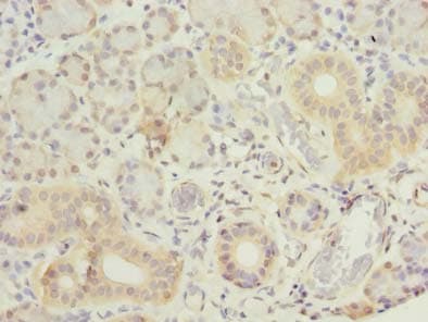 GNG4 Antibody