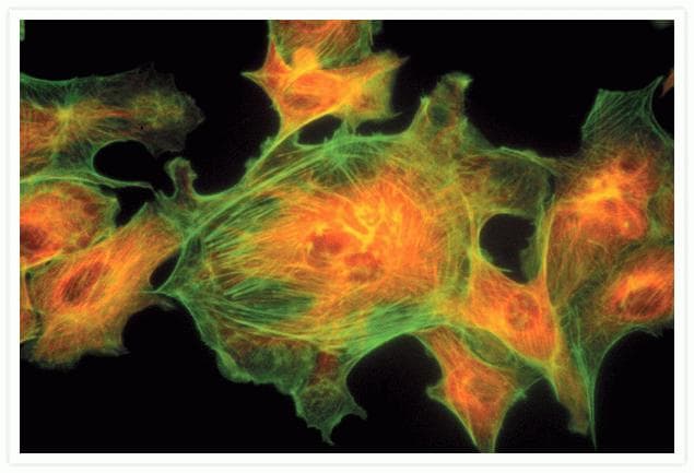 Alpha Tubulin Antibody (clone 236-10501)