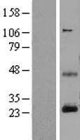 Human CD3E Protein (Over-Expression Lysate Myc-DDK (Flag))