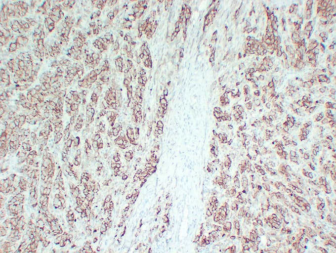 CD63 Antibody (clone ABT-CD63)