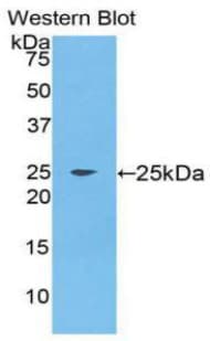FGF9 Antibody (aa1-208, Cy3)