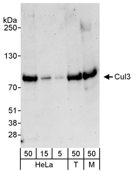 CUL3 / Cullin 3 Antibody (aa718-768)