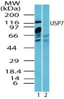 Polyclonal Rabbit anti-Human USP7 / HAUSP Antibody (aa30-80, WB)