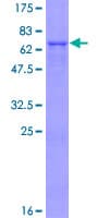 Human QCR2 / UQCRC2 Protein (Recombinant GST)