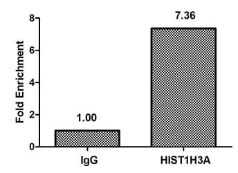 HIST1H3A Antibody