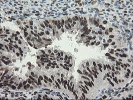TLE1 / TLE 1 Antibody (aa180-460, clone OTI1H2, Carrier-free)