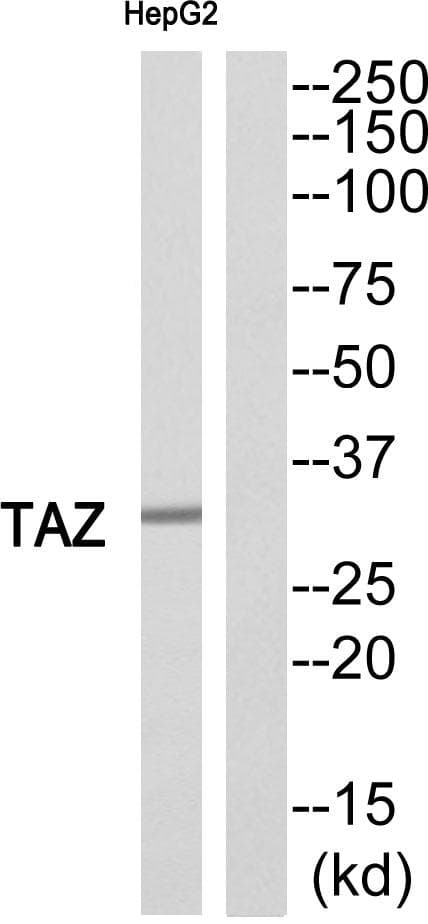 TAZ Antibody
