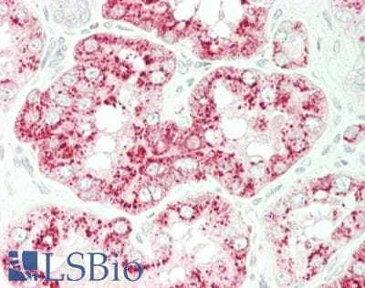 IHC-plus™ GPR142 Antibody (aa41-90)