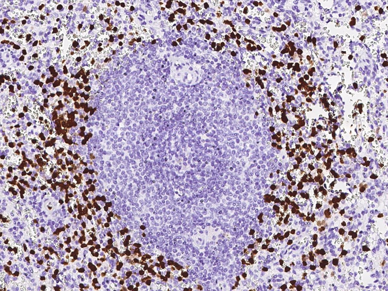 S100A8 / MRP8 Antibody (clone 216, Preservative Free)