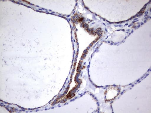 HADH Antibody (aa57-314, clone UMAB151, Carrier-free)