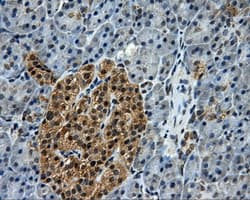 KIAA0153 / TTLL12 Antibody (clone OTI1A2)