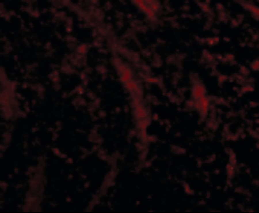 TOMM70A Antibody