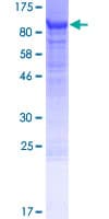 Human LRRN1 Protein (Recombinant GST)