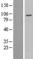 Human AP1G1 / Adaptin Gamma 1 Protein (Over-Expression Lysate Myc-DDK (Flag))
