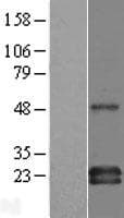 GAPT Protein (Over-Expression Lysate Myc-DDK (Flag))
