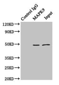 MAPK9 / JNK2 Antibody (aa1-424)