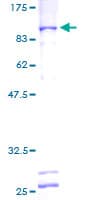Human GTF3C5 Protein (Recombinant GST)