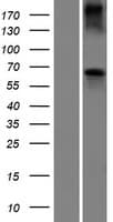 BCO2 / BCDO2 Protein (Over-Expression Lysate Myc-DDK (Flag))