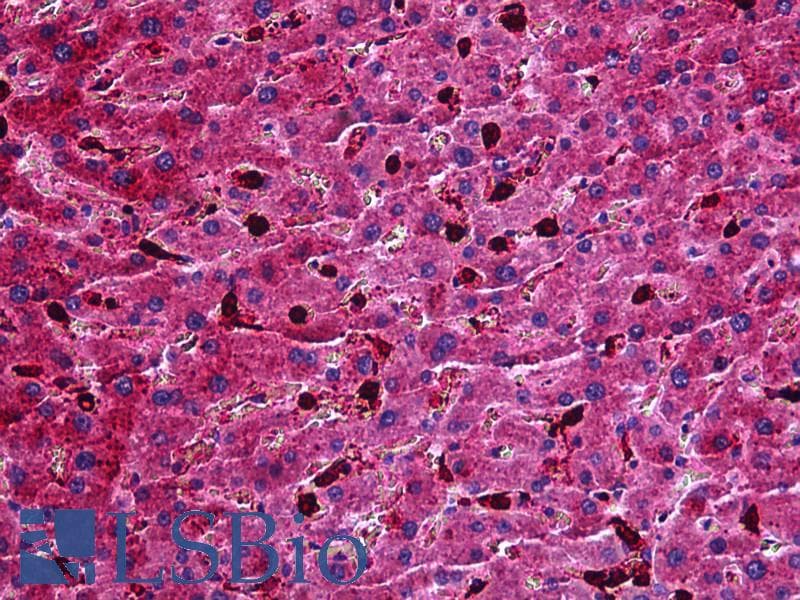 IHC-plus™ APOM / Apolipoprotein M Antibody (aa108-120)