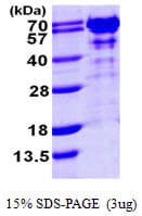 Human G3BP1 / G3BP Protein (Recombinant His)