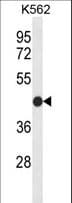 CLDN15 / Claudin 15 Antibody (aa128-157)