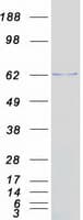 Human SUOX / Sulfite Oxidase Protein (Recombinant Myc-DDK (Flag))
