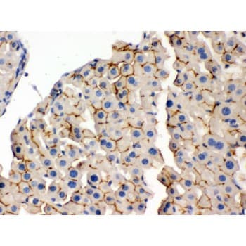 OPA1 Antibody (aa919-955)