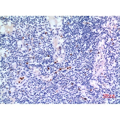 IDH3A Antibody (Internal)