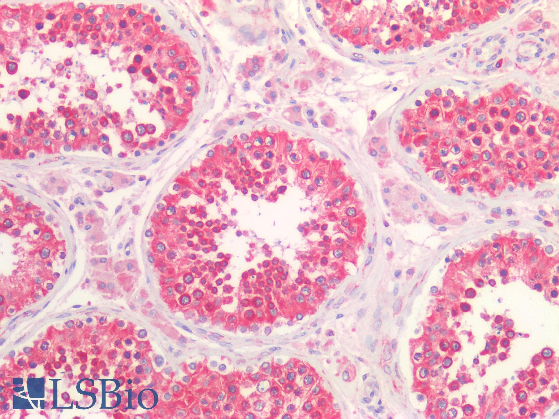IHC-plus™ SEL1L Antibody