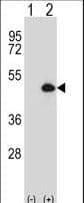CYP-M / CYP20A1 Antibody (aa221-250)