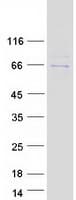 Human GPBP1 Protein (Recombinant Myc-DDK (Flag))