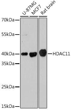 HDAC11 Antibody