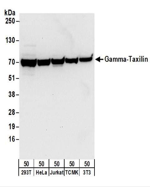 TXLNG Antibody (aa478-528)