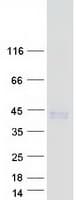 Human CLEC12B Protein (Recombinant Myc-DDK (Flag))