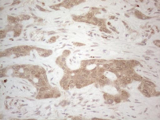 Monoclonal Mouse anti-Human BTBD10 / GMRP-1 Antibody (clone OTI7D3, Carrier-free, IHC, WB)