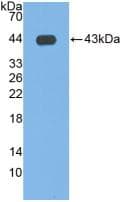 Human IDO1 / IDO Protein (Recombinant His, N-Terminal)