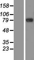 GFM2 Protein (Over-Expression Lysate Myc-DDK (Flag))