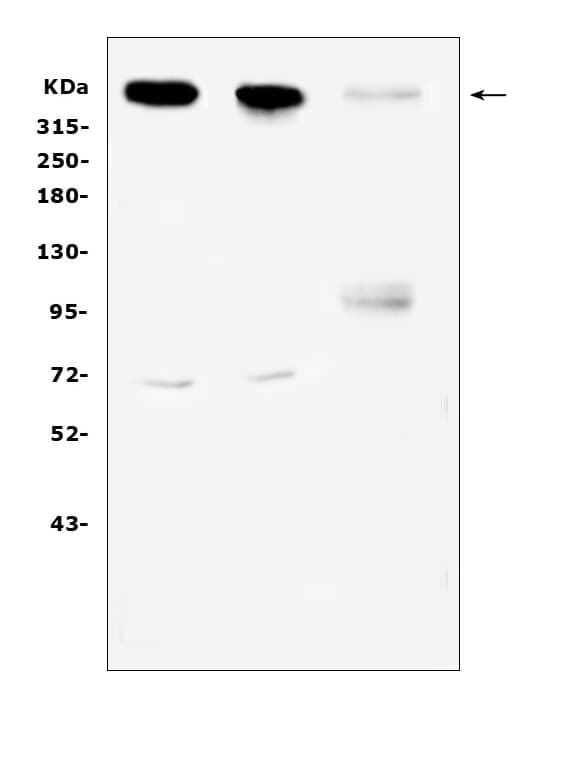 SACS / Sacsin Antibody