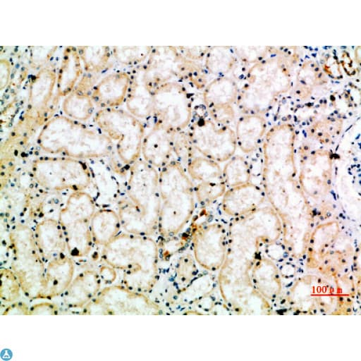 TRAP1 / HSP75 Antibody