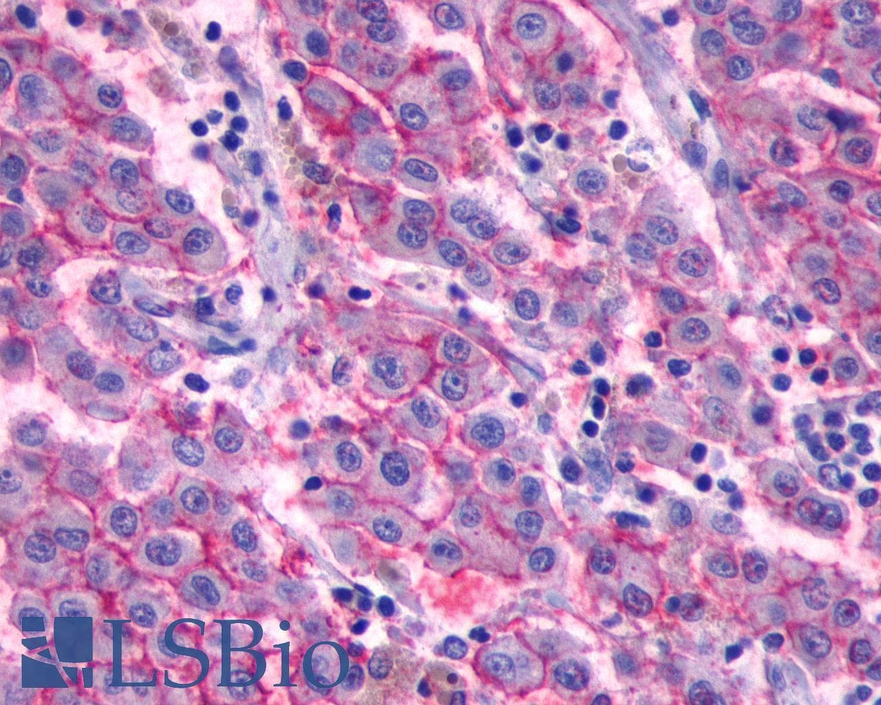 PathPlus™ GPR27 Antibody (C-Terminus)