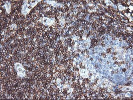 CD3E Antibody (clone OTI3E10, Carrier-free)