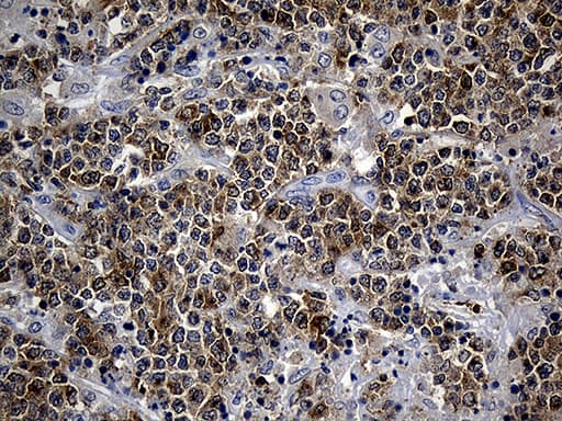 SMAP2 Antibody (clone OTI9B6)