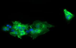 CD19 Antibody (clone OTI1F9)