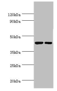 CREB3 / LZIP Antibody (aa1-230)