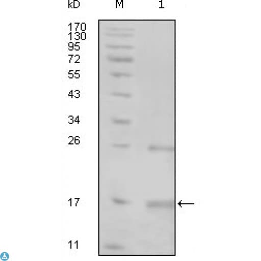 TNK1 Antibody