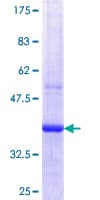 Human SERPINB7 / MEGSIN Protein (Recombinant GST, N-terminus)
