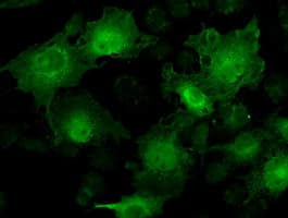 STAT1 Antibody (clone 4H9)
