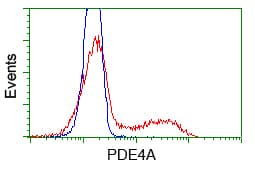 PDE4A / PDE4 Antibody (clone OTI7B11)