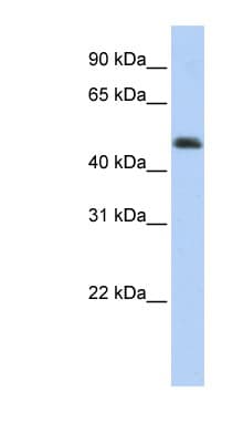 ARC / Arg3.1 Antibody (aa287-336)